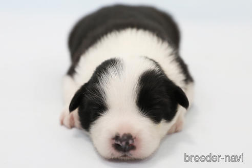 成約済の神奈川県のボーダーコリー-202269の4枚目